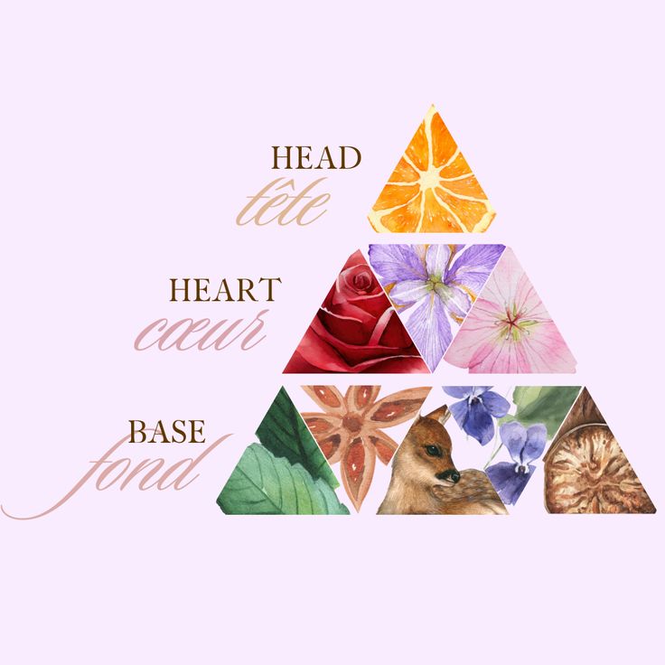 Perfume Notes Pyramid